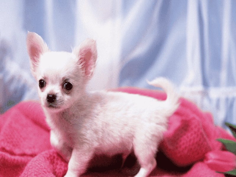 试管移植十九周，泰国试管费用还去